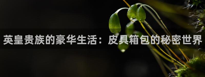 卧龙娱乐属于哪个集团