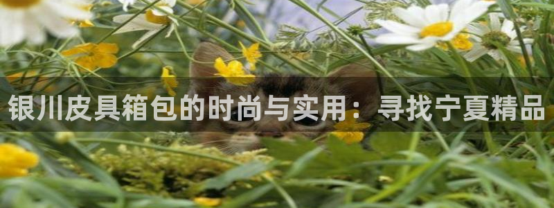 卧龙游乐娱乐设备