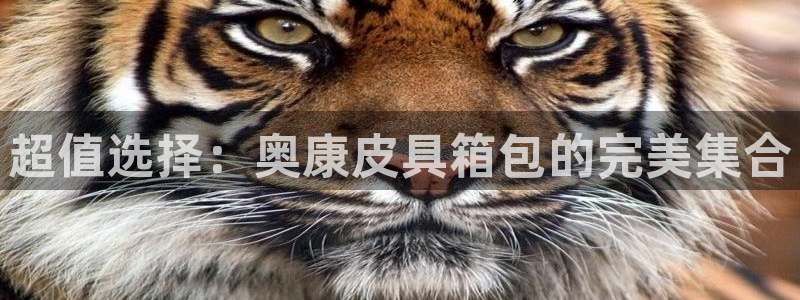 卧龙娱乐招商